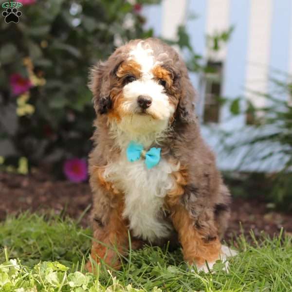 Adrian, Mini Bernedoodle Puppy